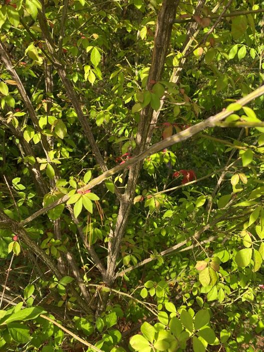Burning bush 